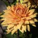 Dekorativ dahlia ''Glorie van Noordwijk'' 1 stk.