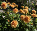 Dekorativ dahlia ''Glorie van Noordwijk'' 1 stk.