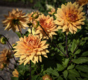 Dekorativ dahlia ''Glorie van Noordwijk'' 1 stk.