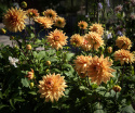 Dekorativ dahlia ''Glorie van Noordwijk'' 1 stk.
