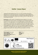 Dekorativ dahlia ''Jowey Gipsy'' 1 stk.