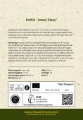 Dekorativ dahlia 'Jowey Gipsy' 1 stk.