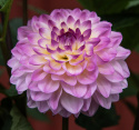 Dekorativ dahlia ''Jowey Gipsy'' 1 stk.