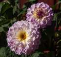 Dekorativ dahlia ''Jowey Gipsy'' 1 stk.