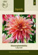 Dinnerplatedahlia 'Labyrinth', fyldte blomster med flot snoede, lyst abrikosrosa kronblad med hindbærrød underside i fin kontrast.