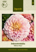 Dekorativ dahlia ''Milena Fleur'' 1 stk.