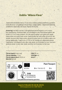 Dekorativ dahlia ''Milena Fleur'' 1 stk.
