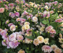Dekorativ dahlia ''Milena Fleur'' 1 stk.