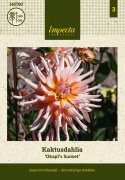 Kaktusdahlia ''Okapi''s Sunset'' 1 stk.