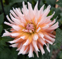 Kaktusdahlia ''Okapi''s Sunset'' 1 stk.