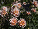 Kaktusdahlia ''Okapi''s Sunset'' 1 stk.