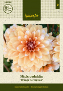 Åkandedahlia ''Orange Perception'' 1 stk.