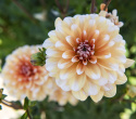Åkandedahlia ''Orange Perception'' 1 stk.