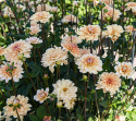 Åkandedahlia ''Orange Perception'' 1 stk.