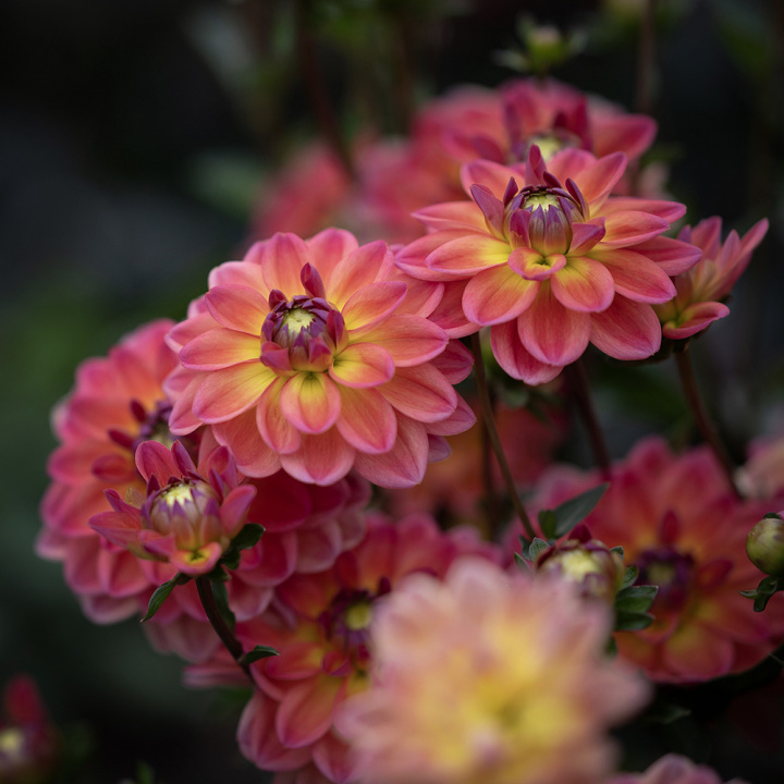 Åkandedahlia ''Pacific View'' 1 stk.