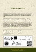 Åkandedahlia ''Pacific View'' 1 stk.
