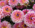 Åkandedahlia ''Pacific View'' 1 stk.