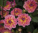 Åkandedahlia ''Pacific View'' 1 stk.