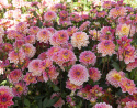 Åkandedahlia ''Pacific View'' 1 stk.