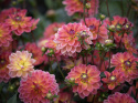 Åkandedahlia ''Pacific View'' 1 stk.