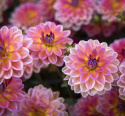 Åkandedahlia ''Pacific View'' 1 stk.