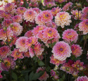 Åkandedahlia ''Pacific View'' 1 stk.