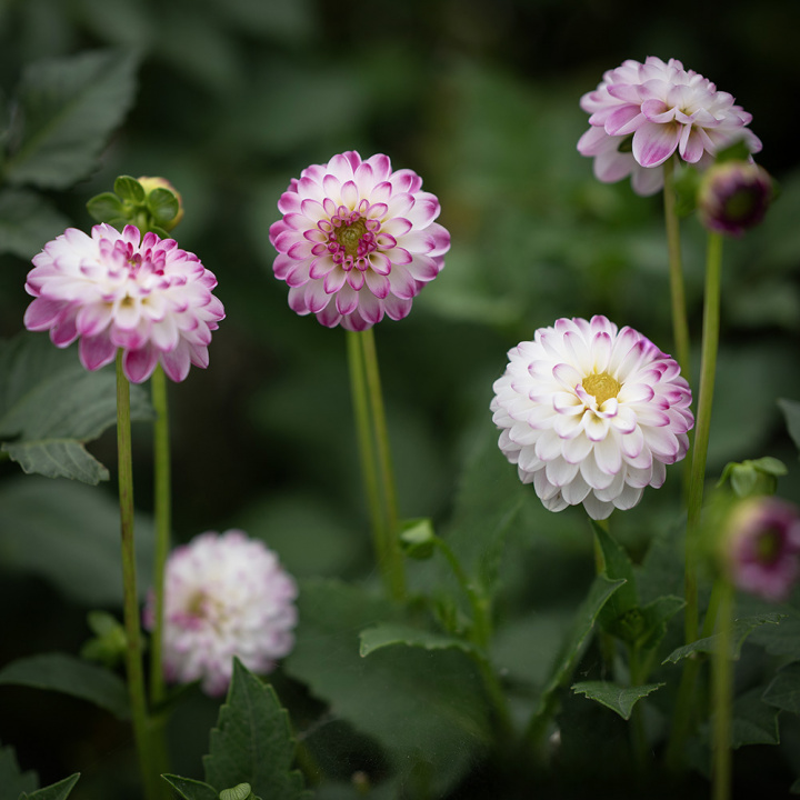 Dekorativ dahlia ''Pink Isa'' 1 stk.