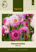 Dekorativ dahlia ''Pink Isa'' 1 stk.