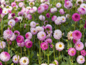 Dekorativ dahlia ''Pink Isa'' 1 stk.