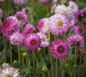 Dekorativ dahlia ''Pink Isa'' 1 stk.