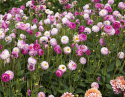 Dekorativ dahlia ''Pink Isa'' 1 stk.