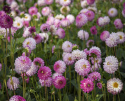 Dekorativ dahlia ''Pink Isa'' 1 stk.