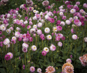 Dekorativ dahlia ''Pink Isa'' 1 stk.