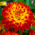 Dekorativ dahlia ''Procyon'' 1 stk.