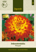 Dekorativ dahlia ''Procyon'' 1 stk.