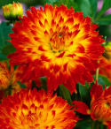 Dekorativ dahlia ''Procyon'' 1 stk.