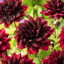Åkandedahlia 'Sam Hopkins' - Dramatisk åkandedahlia med ca. 10-15 cm store, fyldte, dybt vinrøde, næsten sorte blomster. 