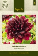 Åkandedahlia 'Sam Hopkins' - Dramatisk åkandedahlia med ca. 10-15 cm store, fyldte, dybt vinrøde, næsten sorte blomster. 