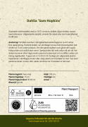 Åkandedahlia 'Sam Hopkins' - Dramatisk åkandedahlia med ca. 10-15 cm store, fyldte, dybt vinrøde, næsten sorte blomster. 