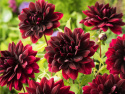 Åkandedahlia 'Sam Hopkins' - Dramatisk åkandedahlia med ca. 10-15 cm store, fyldte, dybt vinrøde, næsten sorte blomster. 