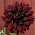 Åkandedahlia 'Sam Hopkins' - Dramatisk åkandedahlia med ca. 10-15 cm store, fyldte, dybt vinrøde, næsten sorte blomster. 