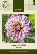 Dekorativ dahlia ''Smokey'' 1 stk.