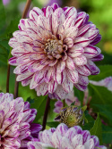 Dekorativ dahlia ''Smokey'' 1 stk.