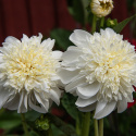 Anemondahlia 'Zahra', med ca. 10-15 cm store, rent hvide blomster med stor og tæt midterkrone i flødefarvet