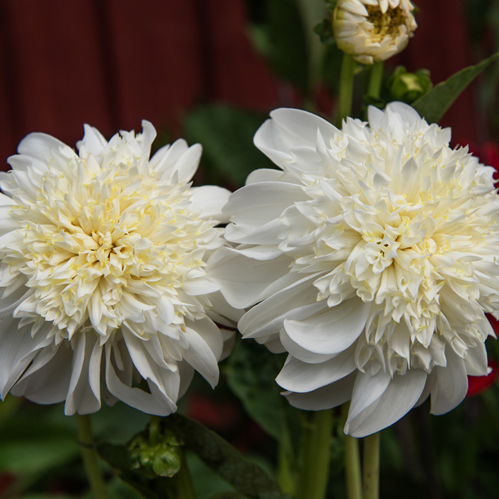 Anemondahlia 'Zahra', med ca. 10-15 cm store, rent hvide blomster med stor og tæt midterkrone i flødefarvet