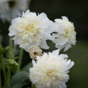 Anemondahlia 'Zahra', med ca. 10-15 cm store, rent hvide blomster med stor og tæt midterkrone i flødefarvet