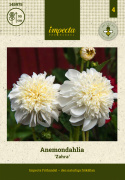 Anemondahlia 'Zahra', med ca. 10-15 cm store, rent hvide blomster med stor og tæt midterkrone i flødefarvet