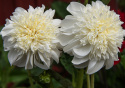 Anemondahlia 'Zahra', med ca. 10-15 cm store, rent hvide blomster med stor og tæt midterkrone i flødefarvet