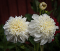 Anemondahlia 'Zahra', med ca. 10-15 cm store, rent hvide blomster med stor og tæt midterkrone i flødefarvet