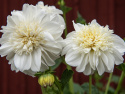 Anemondahlia 'Zahra', med ca. 10-15 cm store, rent hvide blomster med stor og tæt midterkrone i flødefarvet